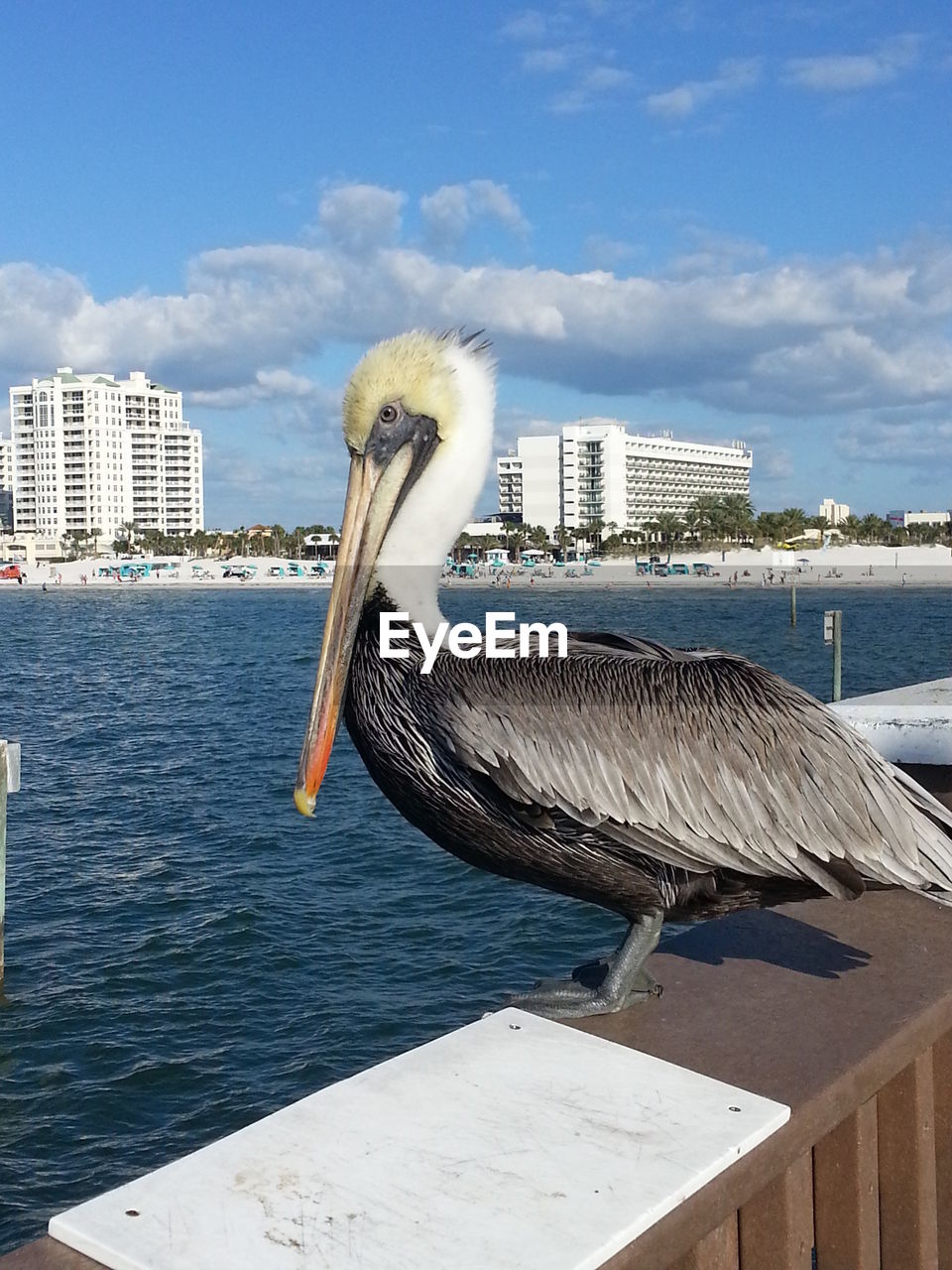 BIRD PERCHING ON SHORE AGAINST SKY