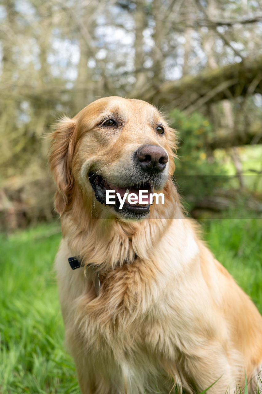 CLOSE-UP OF A DOG LOOKING AWAY ON FIELD