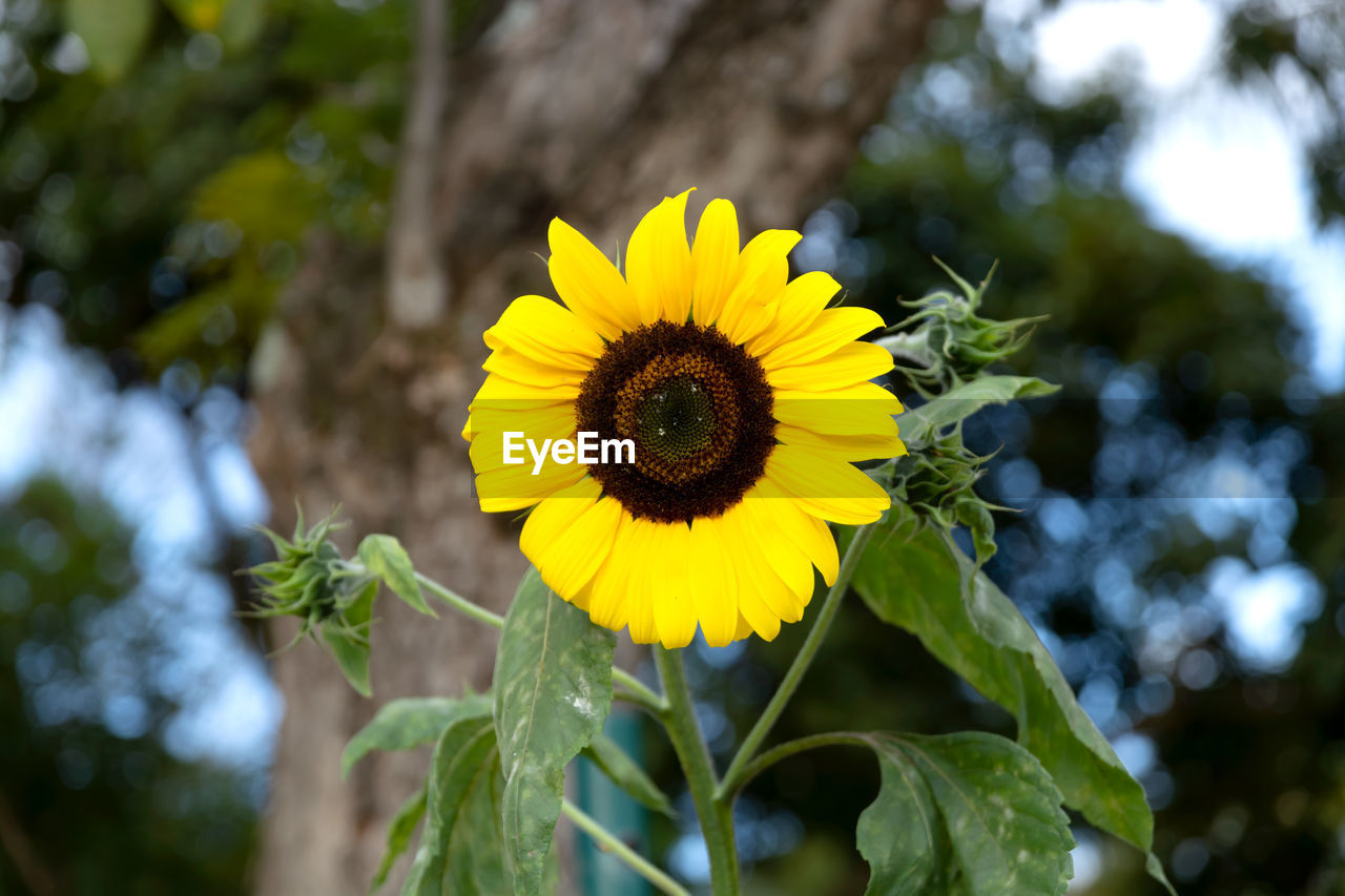 plant, flower, flowering plant, nature, yellow, freshness, sunflower, beauty in nature, flower head, growth, fragility, inflorescence, petal, close-up, green, macro photography, focus on foreground, plant part, leaf, tree, no people, outdoors, sky, sunlight, field, springtime, day, summer, landscape, blossom, botany, environment, rural scene, pollen, wildflower, land
