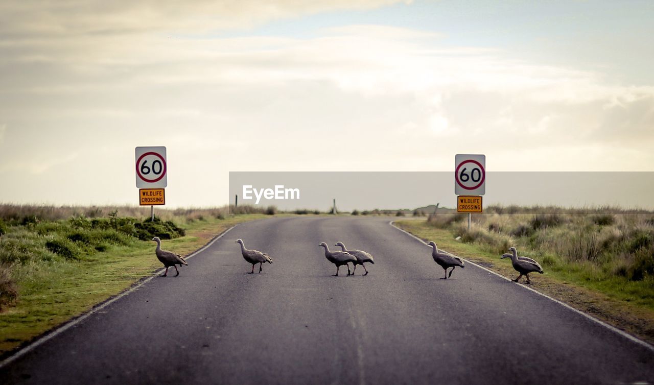 Birds crossing road against sky