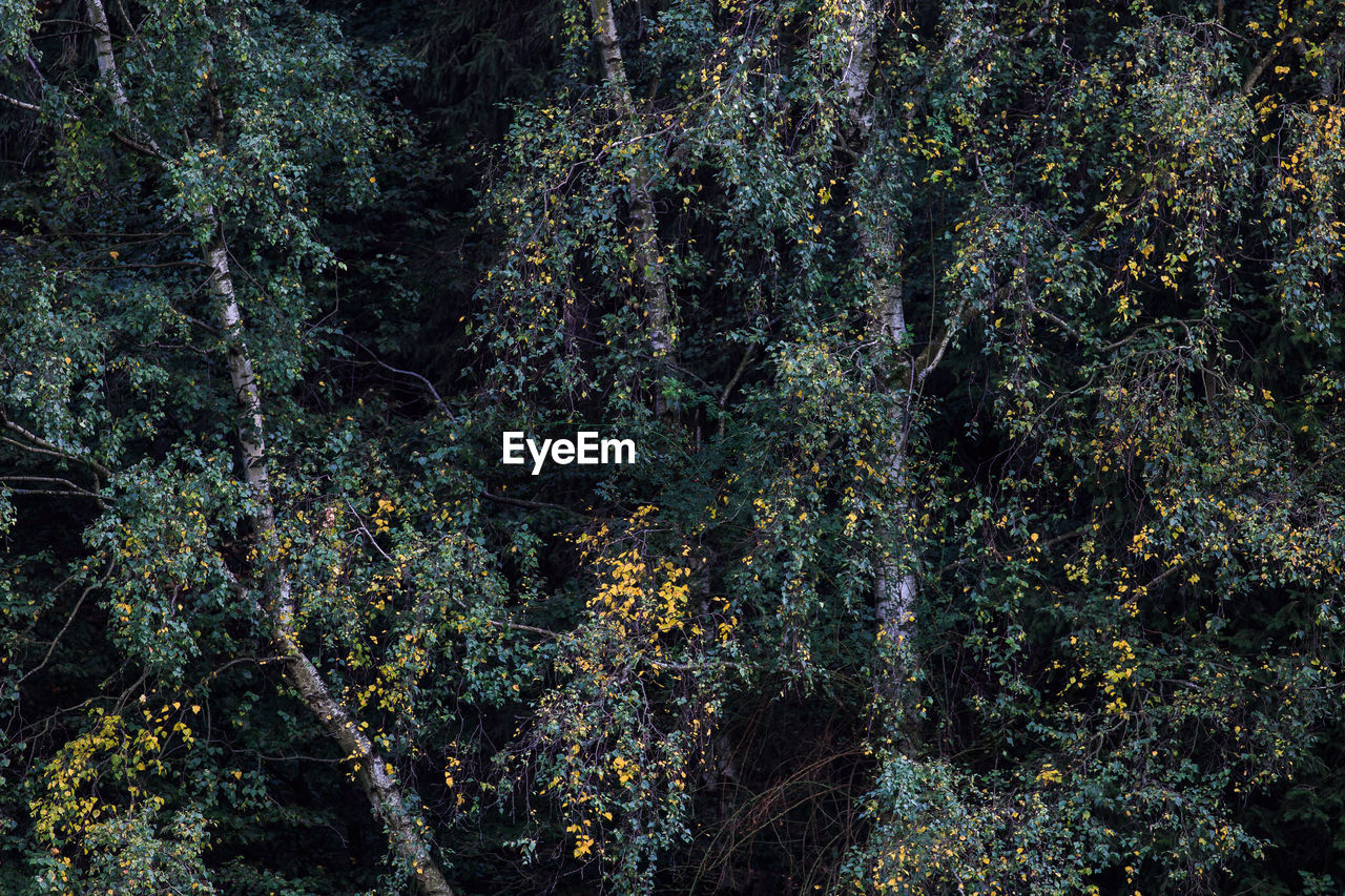 View of trees in forest