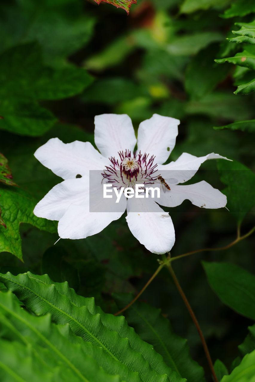 CLOSE-UP OF WHITE FLOWERS