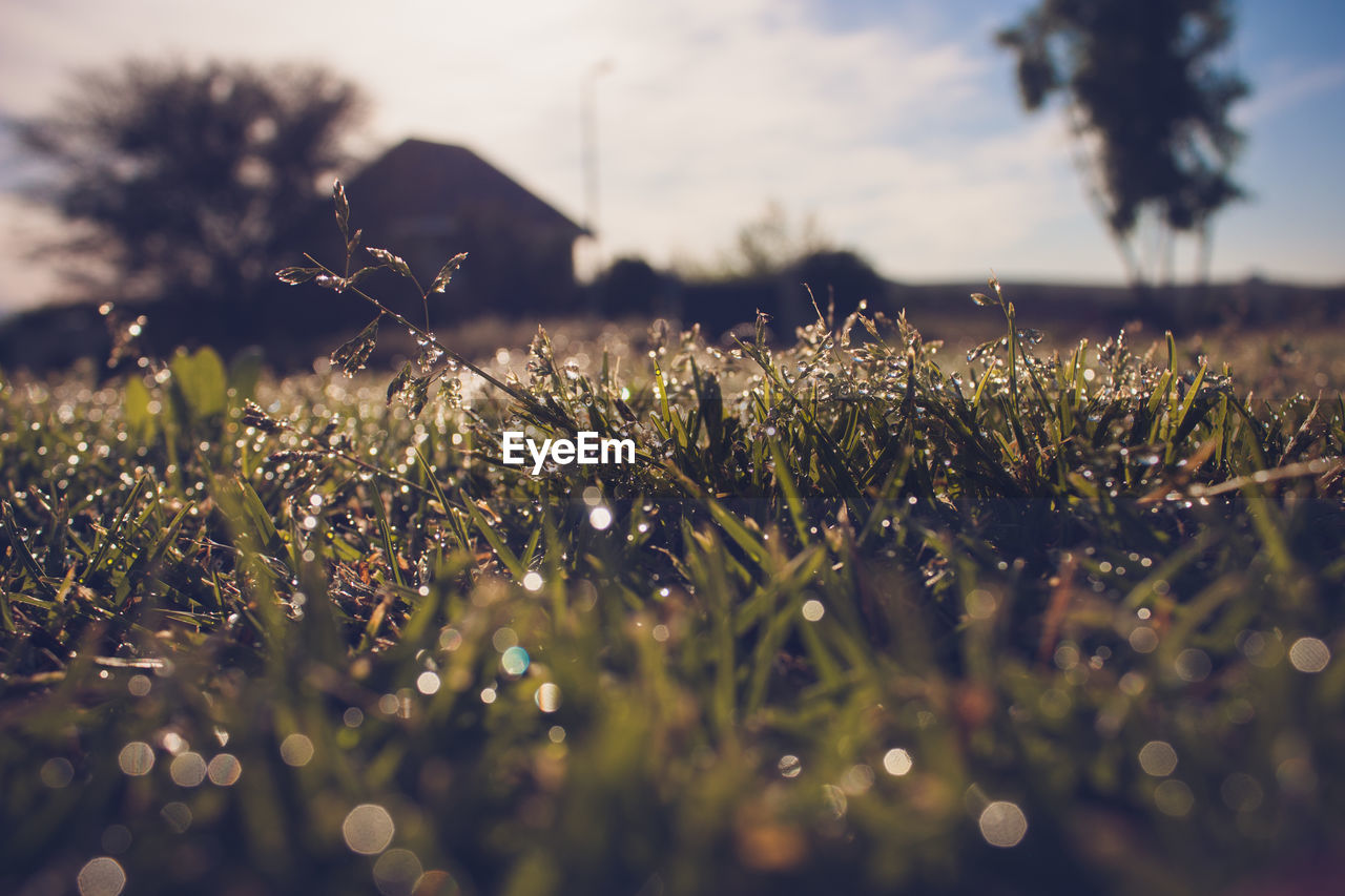 Close-up of grass growing on field