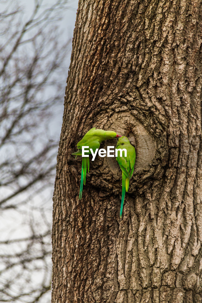 CLOSE-UP OF GREEN TREE TRUNK