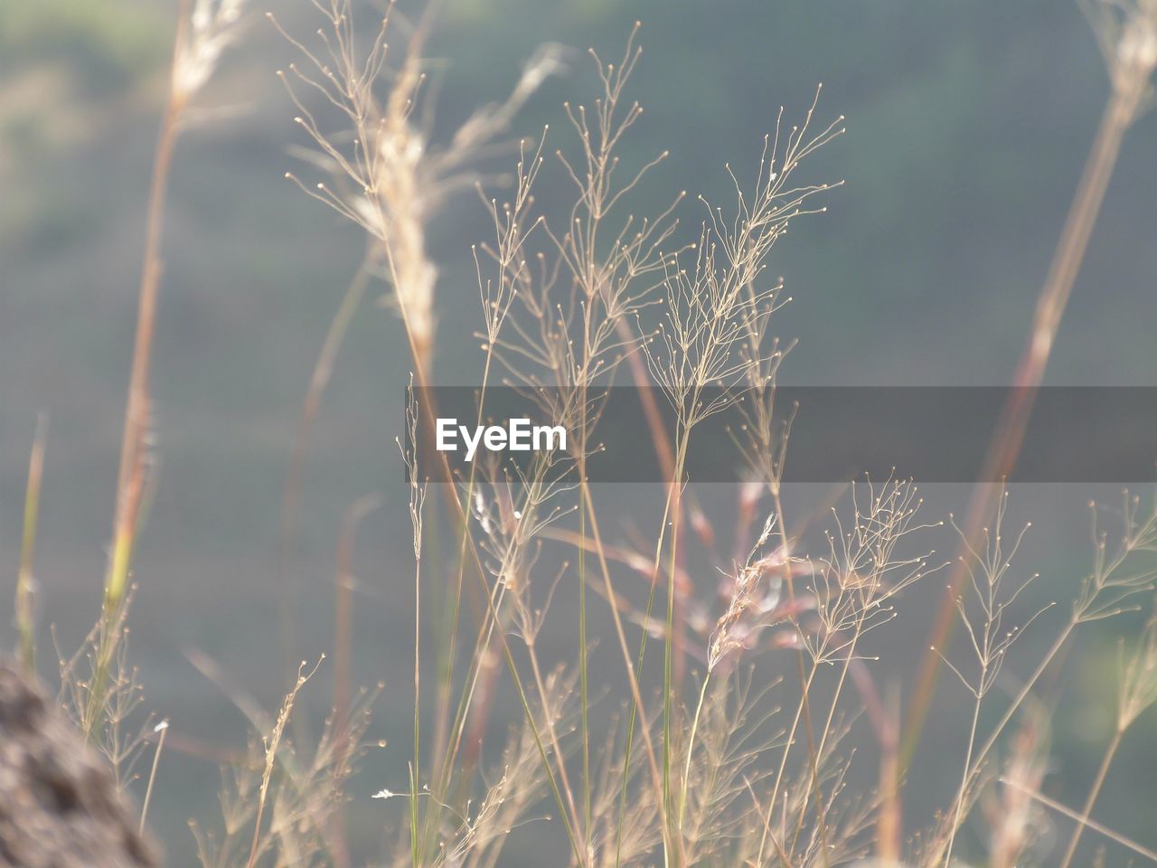 Close-up of wheat growing on field
