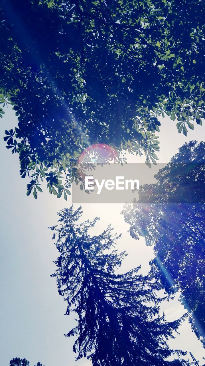 LOW ANGLE VIEW OF TREES AGAINST SKY