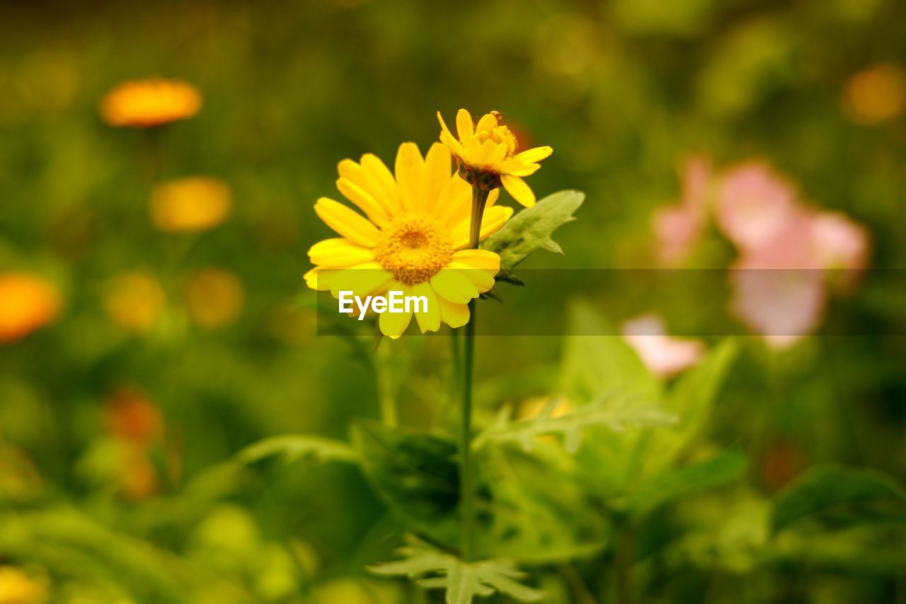 Close-up of yellow flowering plant on field