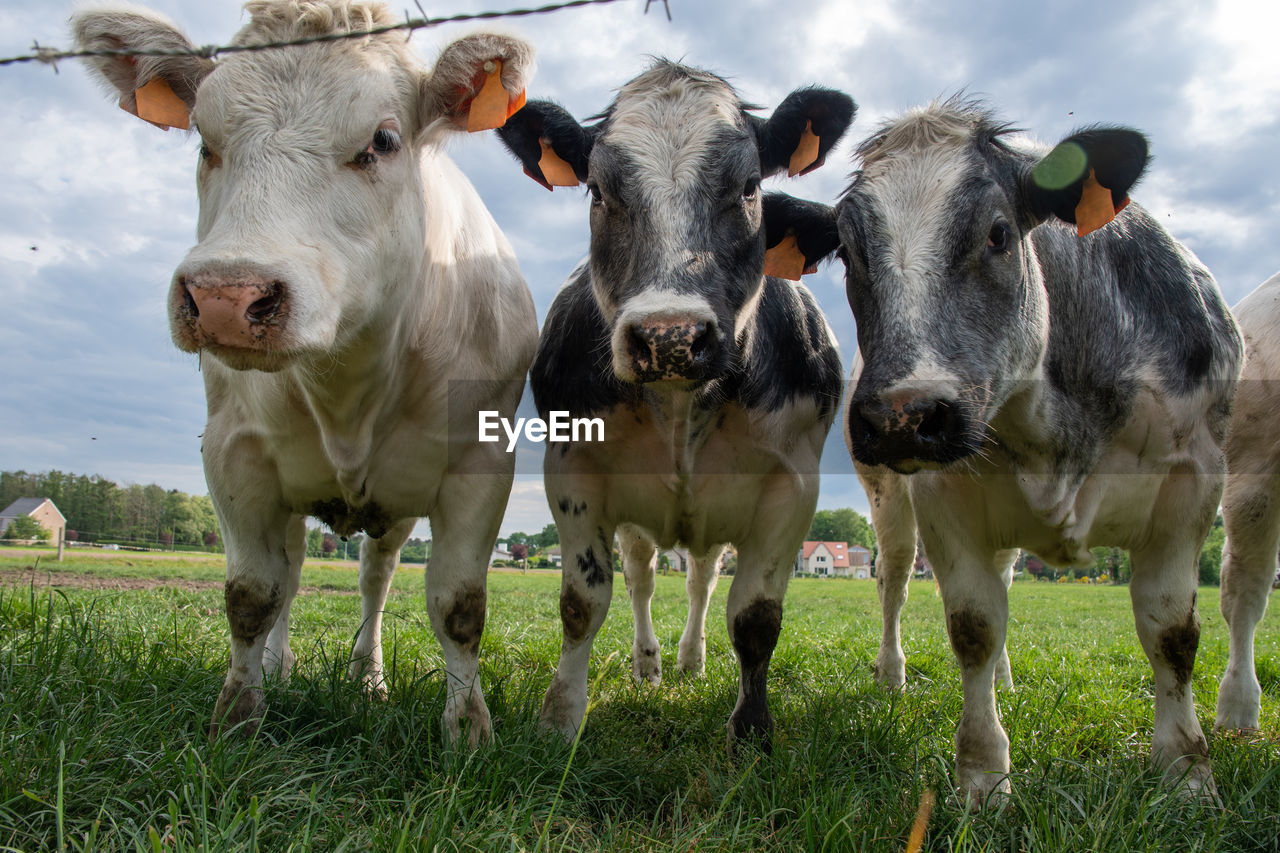 A group of multi-colored black and white cows graze in a corral on green grass