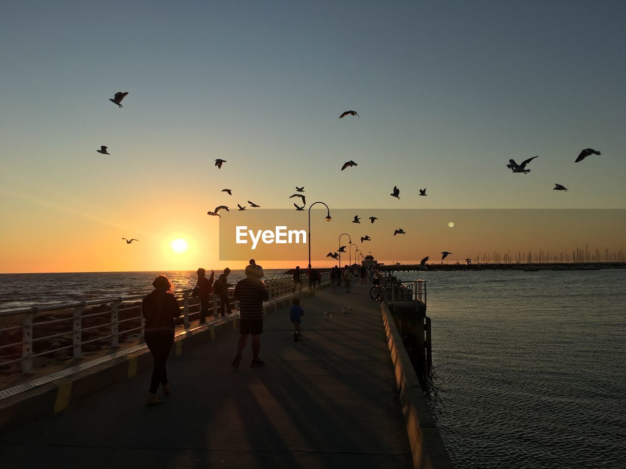 Silhouette birds flying over sea against sky during sunset