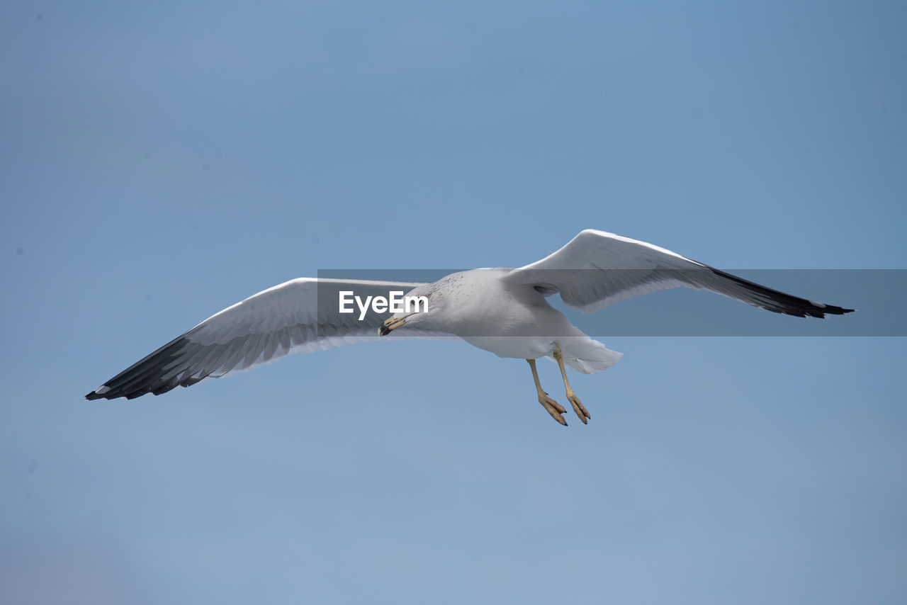 Low angle view of seagull flying against sky