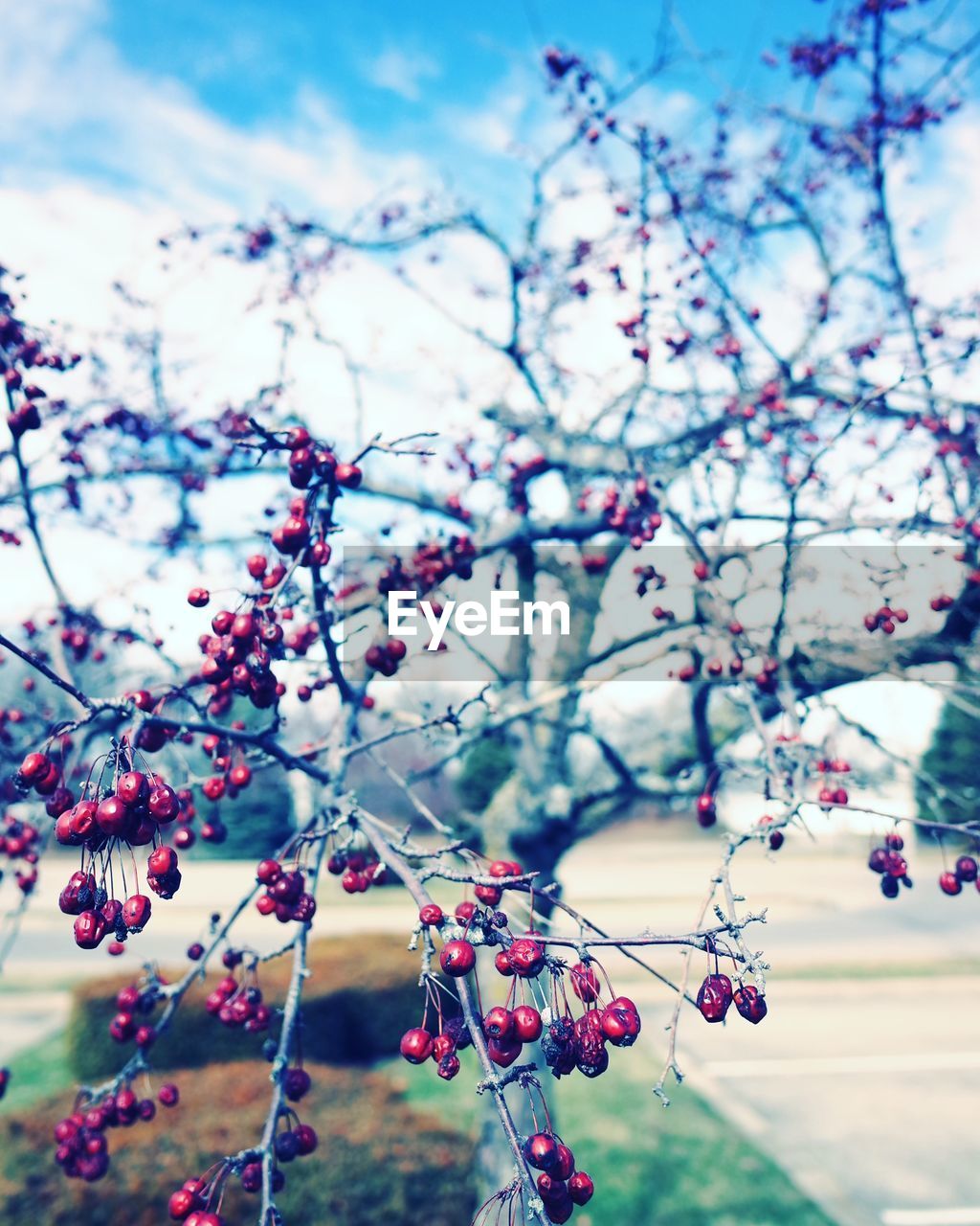 LOW ANGLE VIEW OF FLOWERS ON TREE AGAINST SKY