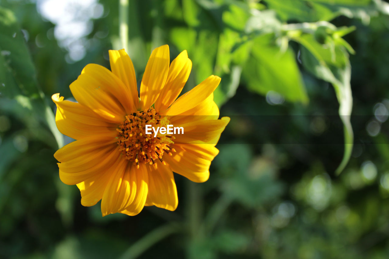 Close-up of yellow flower blooming outdoors