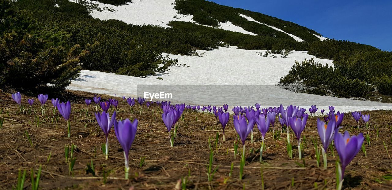 PURPLE FLOWERING PLANTS ON FIELD