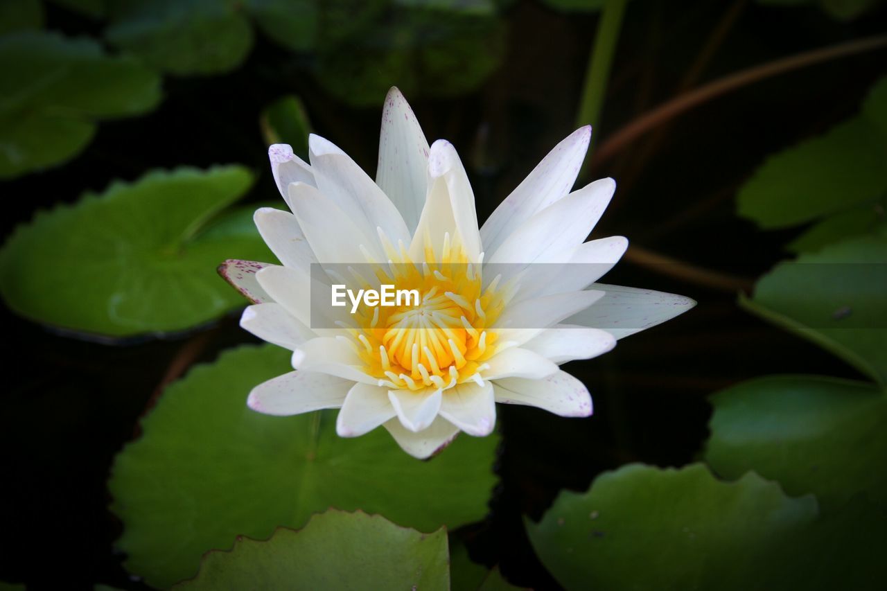 CLOSE-UP OF WHITE WATER LILY BLOOMING IN PARK