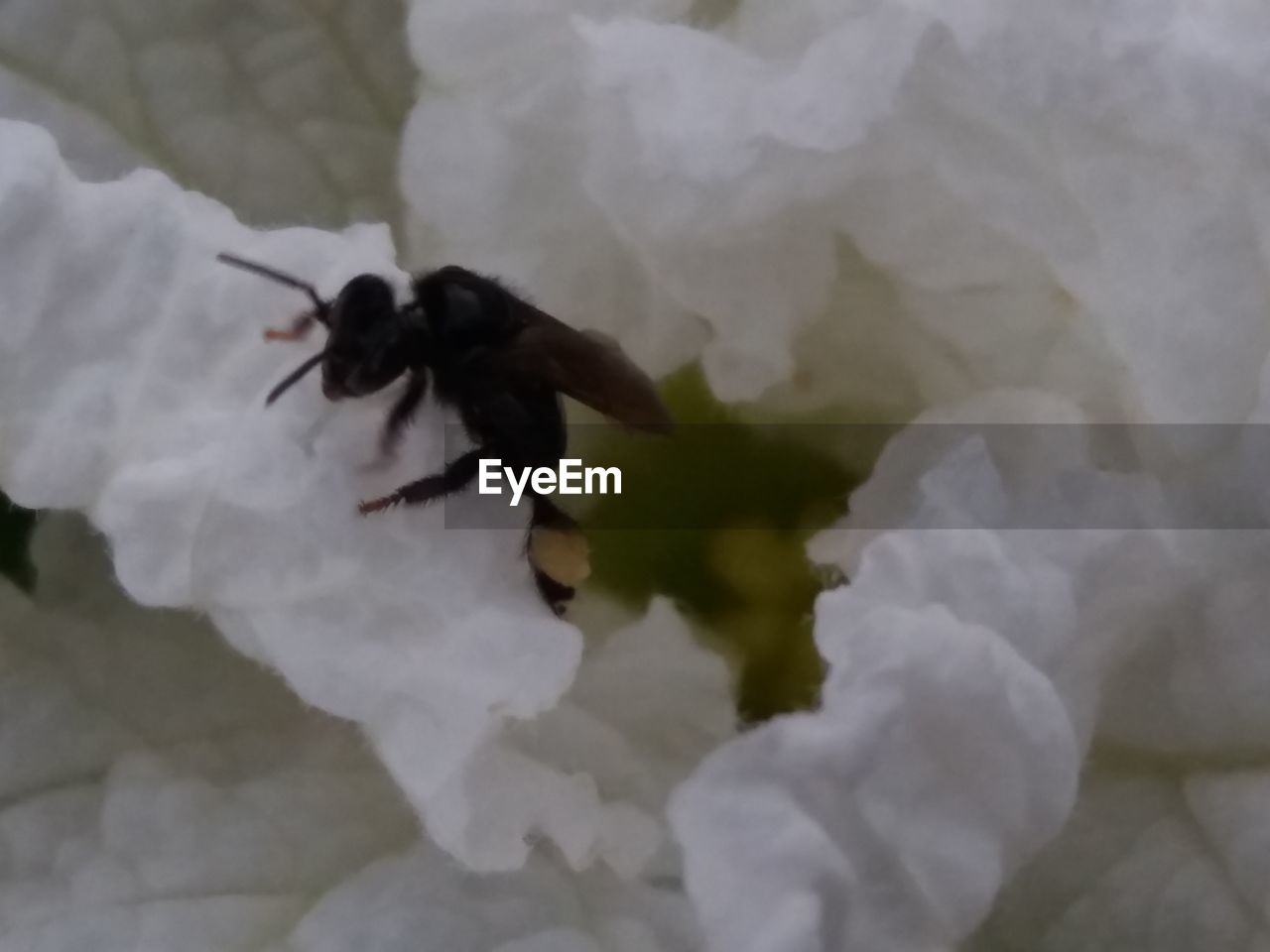 CLOSE-UP OF BLACK BEETLE