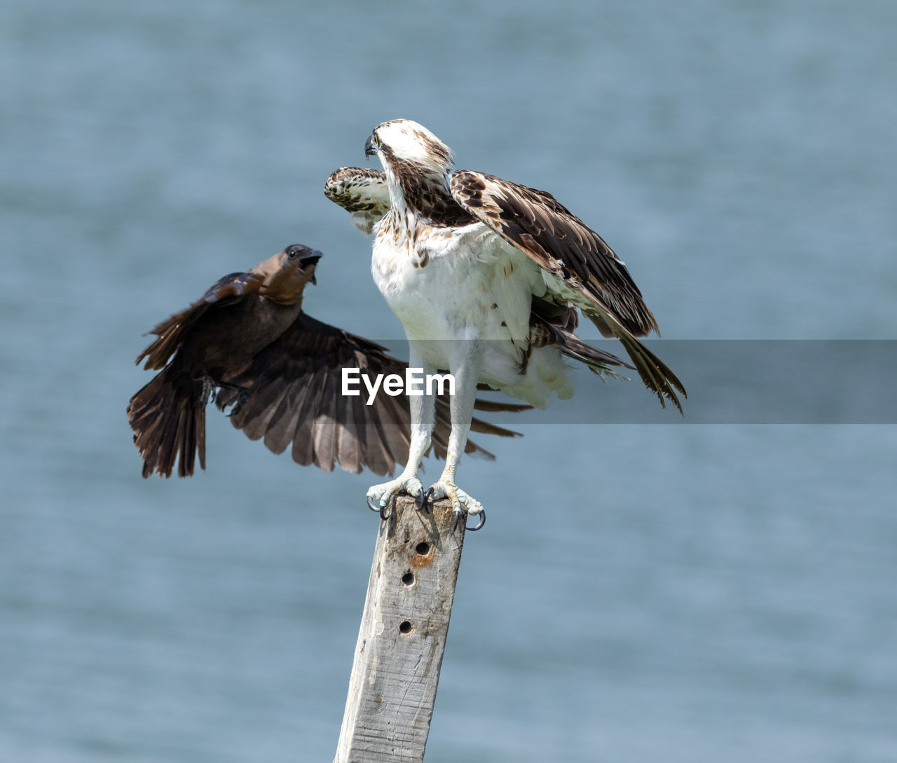 bird, animal, animal themes, animal wildlife, wildlife, beak, bird of prey, flying, one animal, water, falcon, wing, nature, no people, focus on foreground, spread wings, eagle, day, hawk, outdoors, animal body part, full length, wood