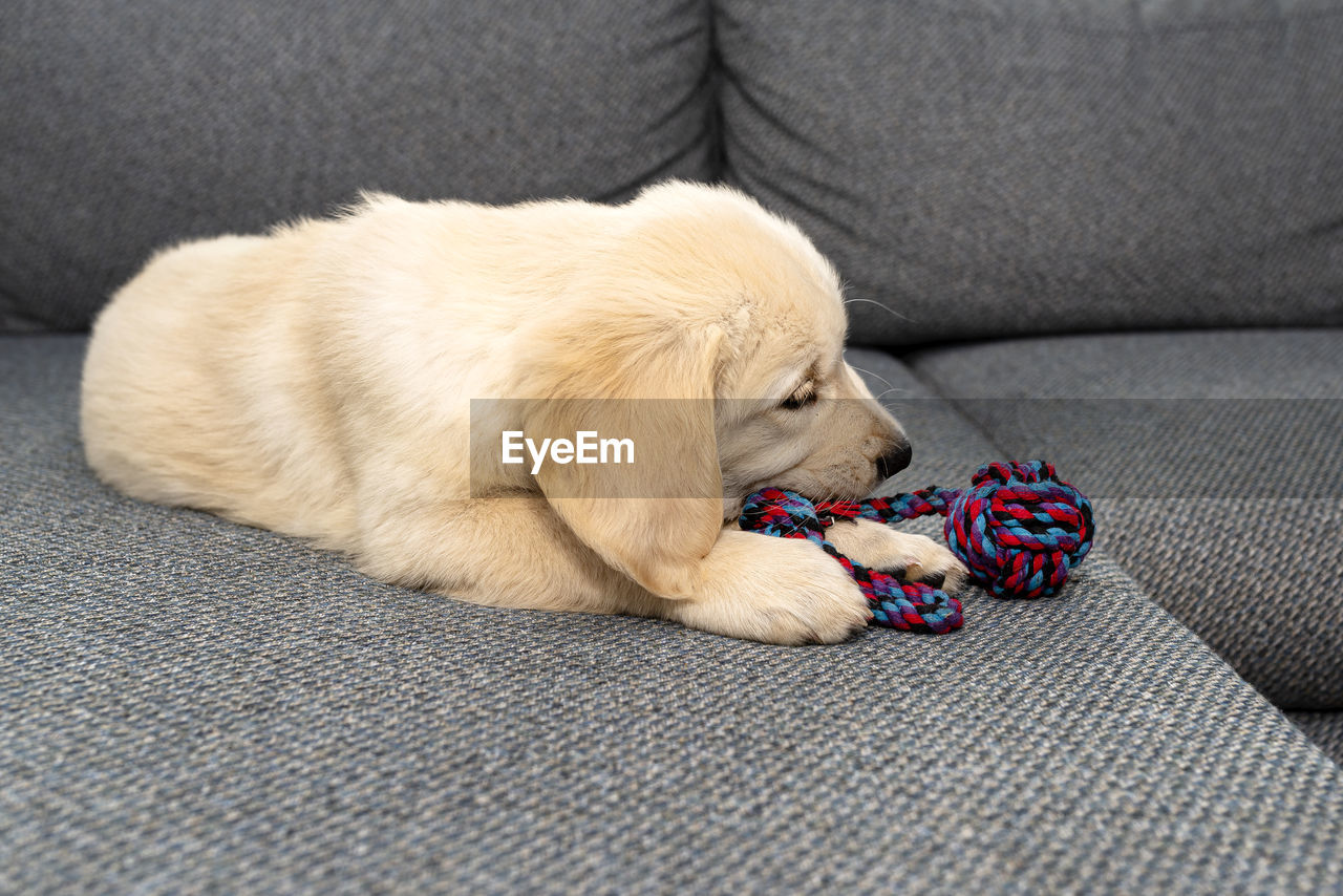 DOG SLEEPING ON SOFA