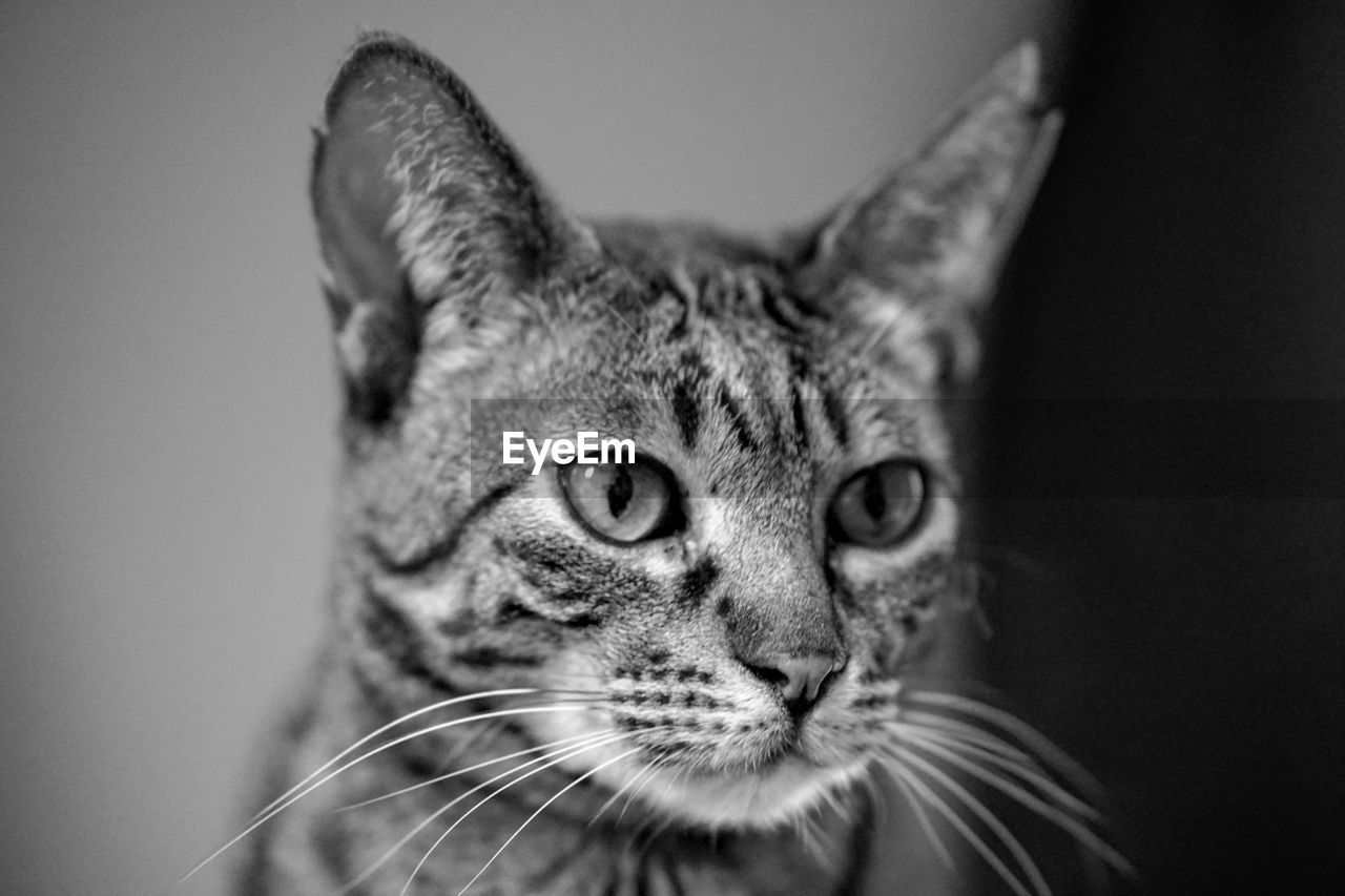 CLOSE-UP PORTRAIT OF TABBY CAT