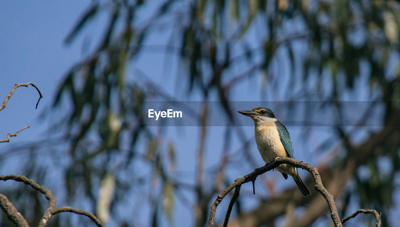 Low angle view of a sacred kingfisher  perching on tree against sky