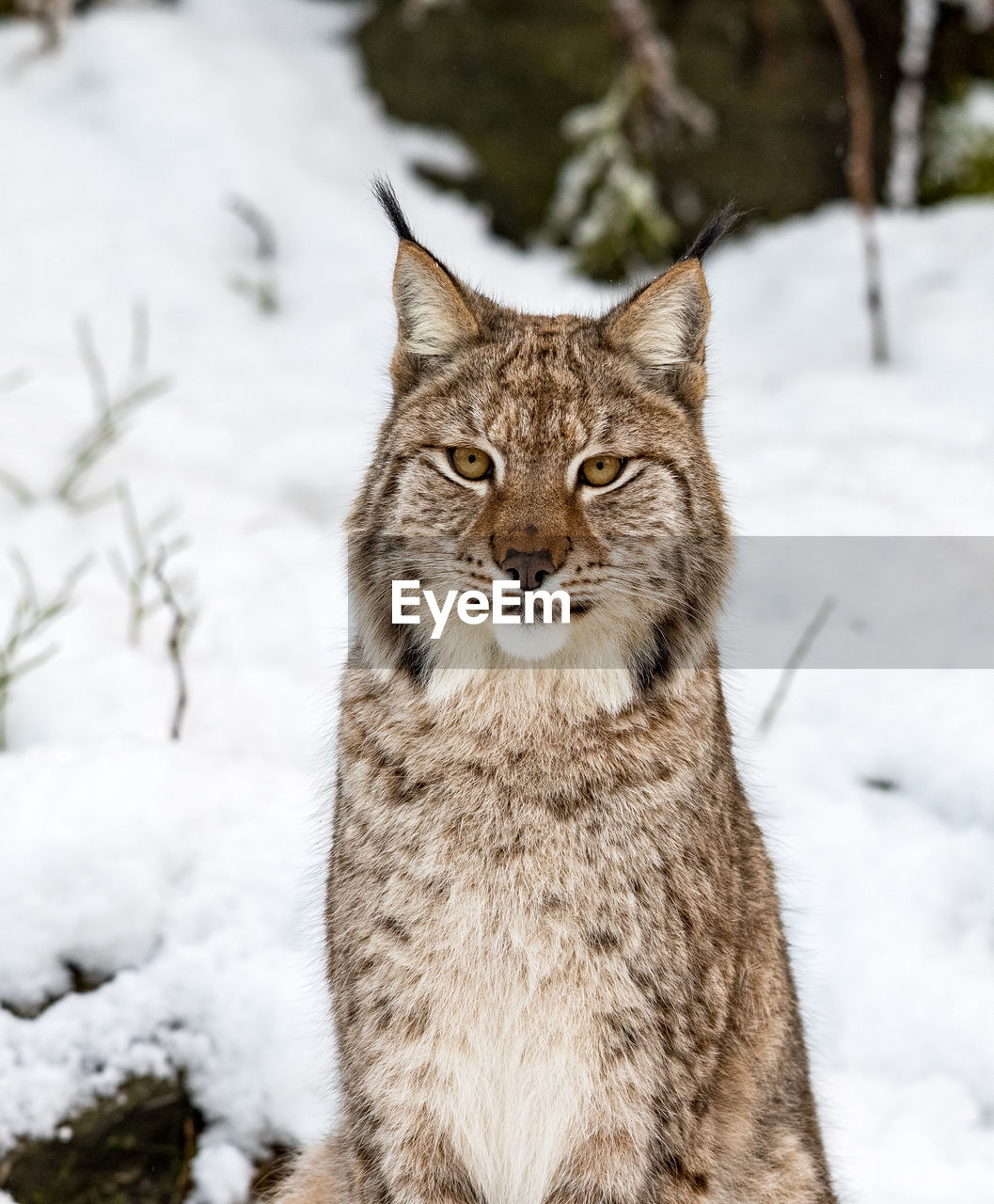 CLOSE-UP PORTRAIT OF CAT