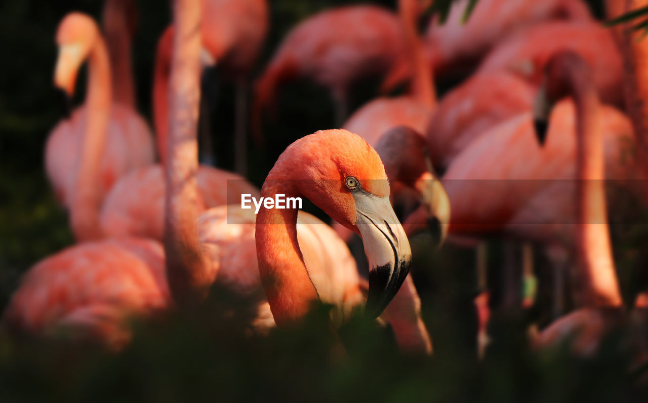 Close up of head american flamingo, phoenicopterus ruber, from bushes. american flamingo 