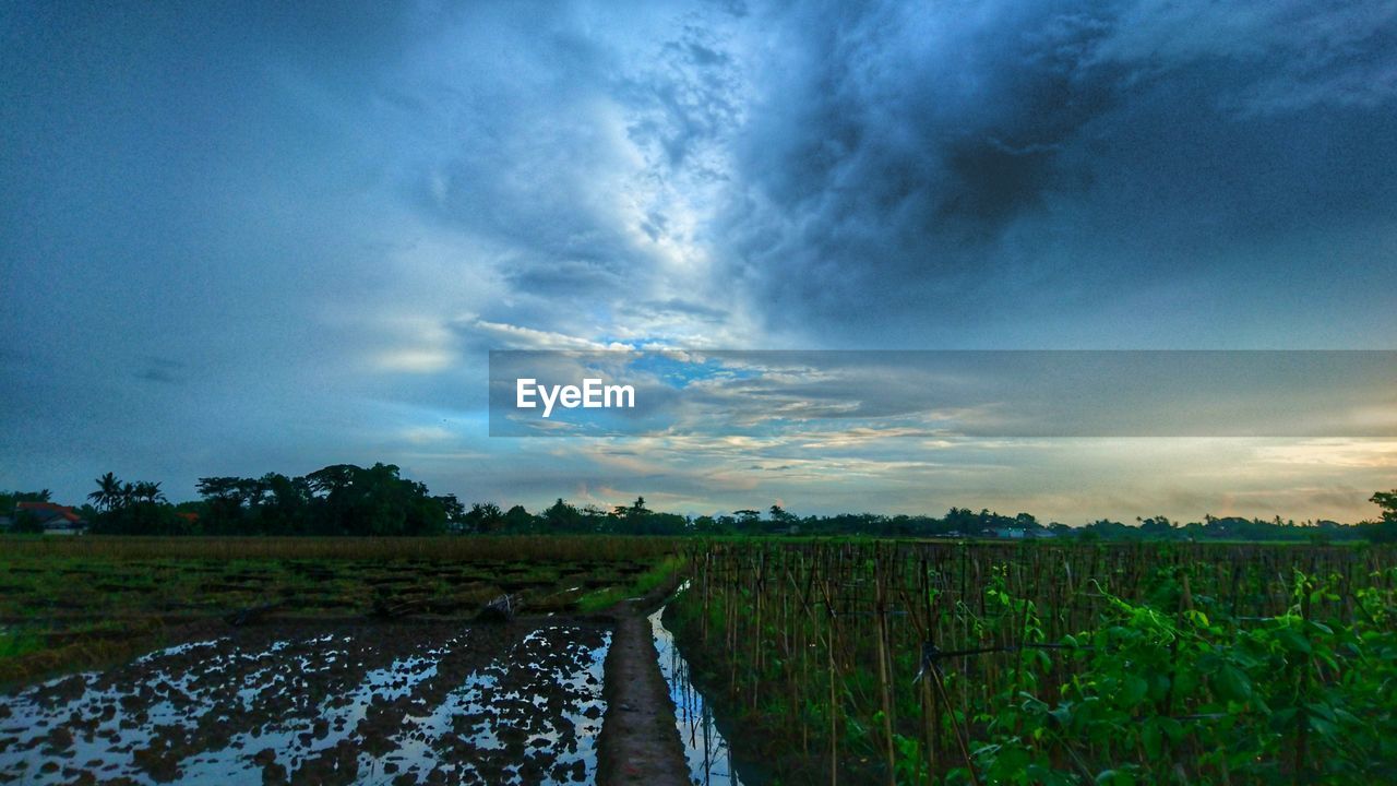 AGRICULTURAL FIELD AGAINST SKY