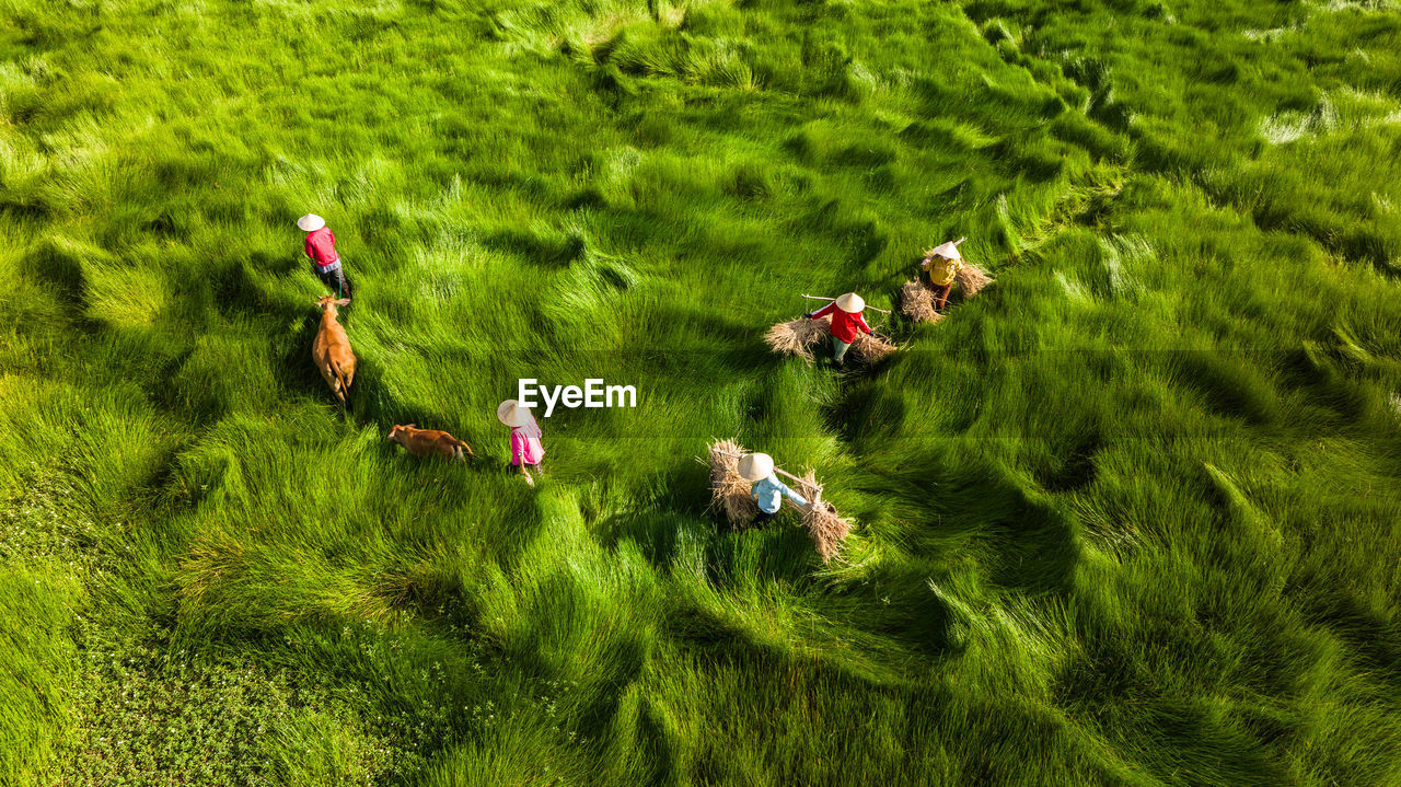 plant, green, grass, nature, meadow, land, high angle view, day, growth, group of people, flower, field, beauty in nature, outdoors, men, grassland, natural environment, screenshot, leisure activity, tree, sunlight