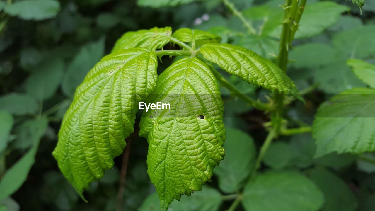 Close-up of wet leaves