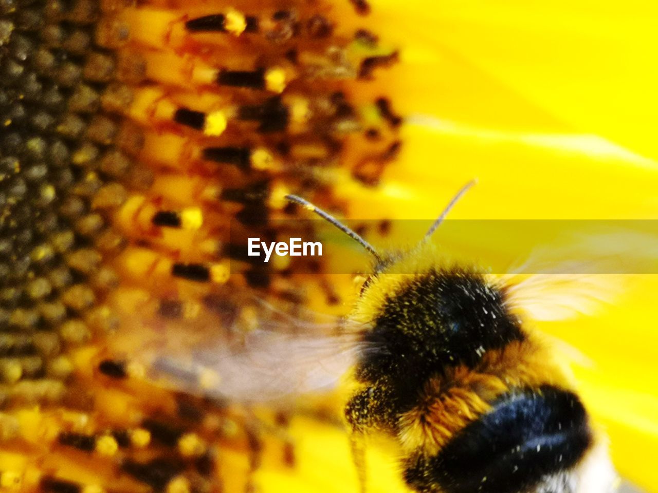 CLOSE-UP OF BEE POLLINATING ON YELLOW FLOWER