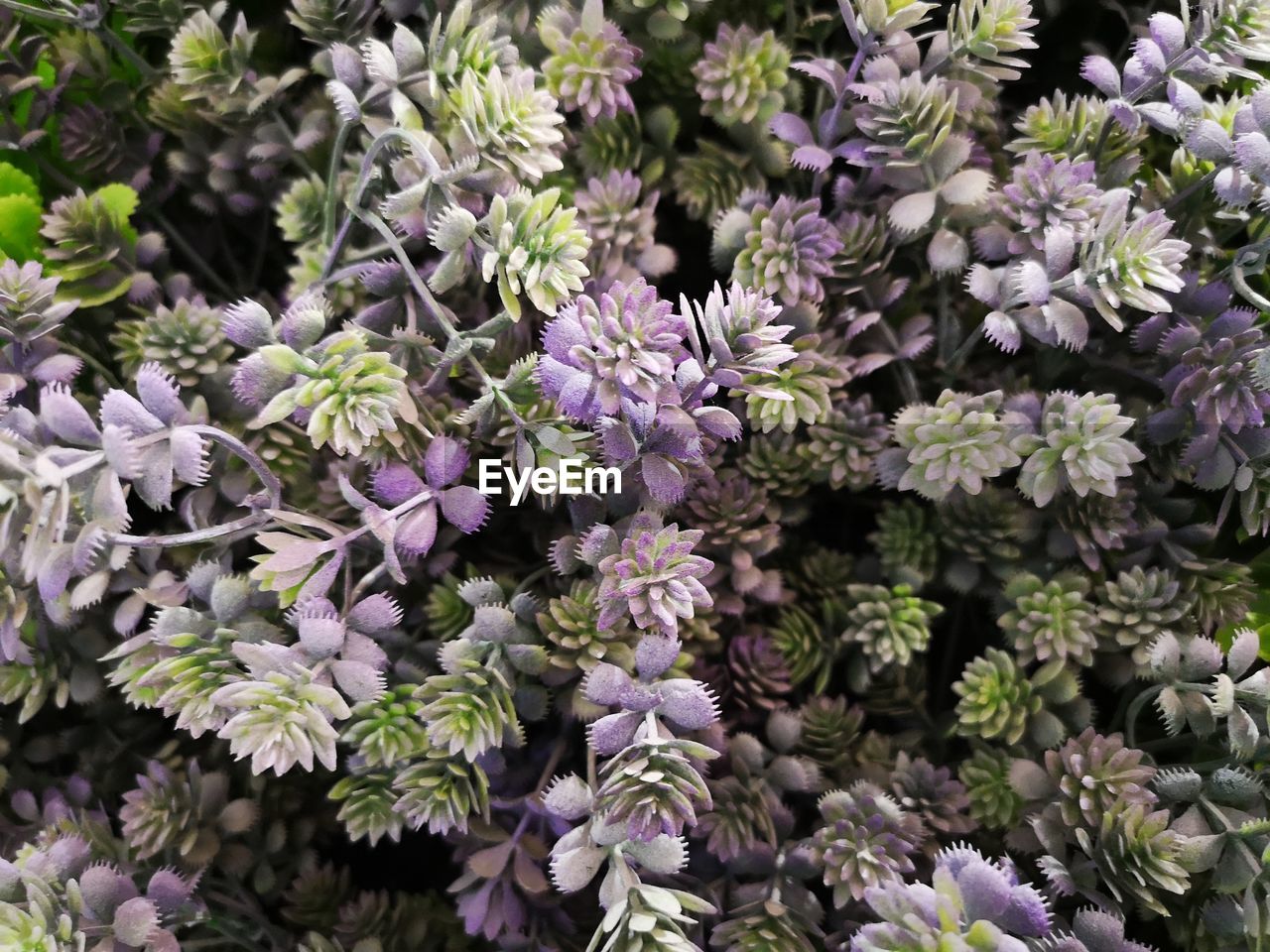 Close-up of purple flowering plants