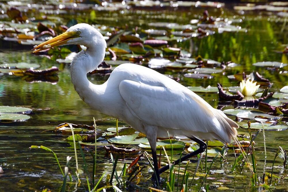 BIRDS IN WATER