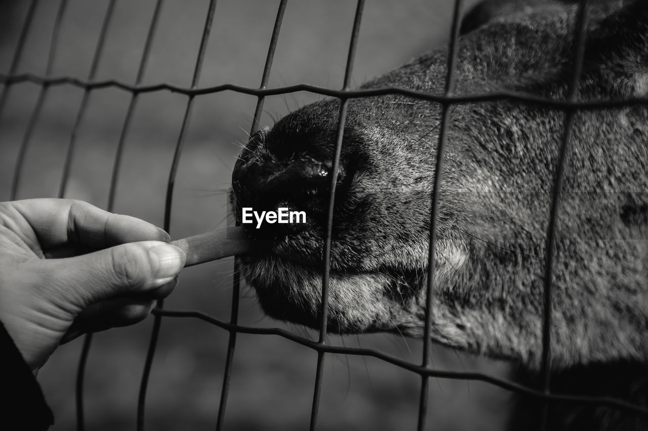 CLOSE-UP OF A HAND FEEDING A CAT