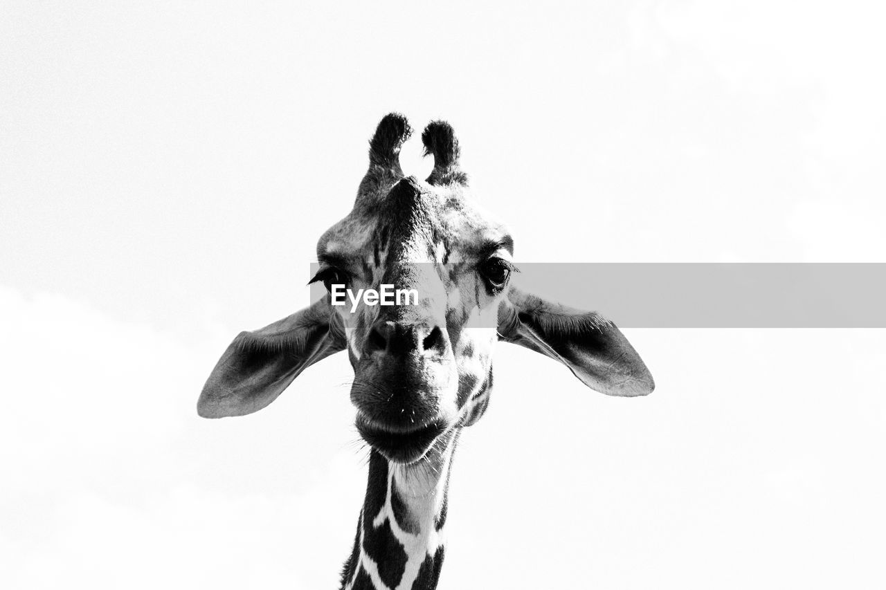 Low angle view of a giraffe against sky