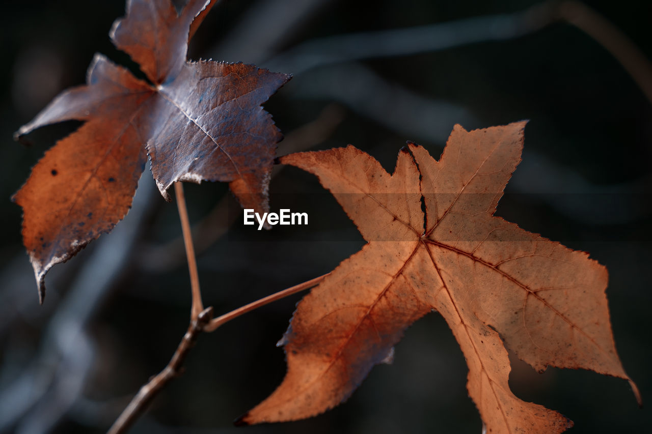 CLOSE-UP OF MAPLE LEAVES ON TREE DURING AUTUMN