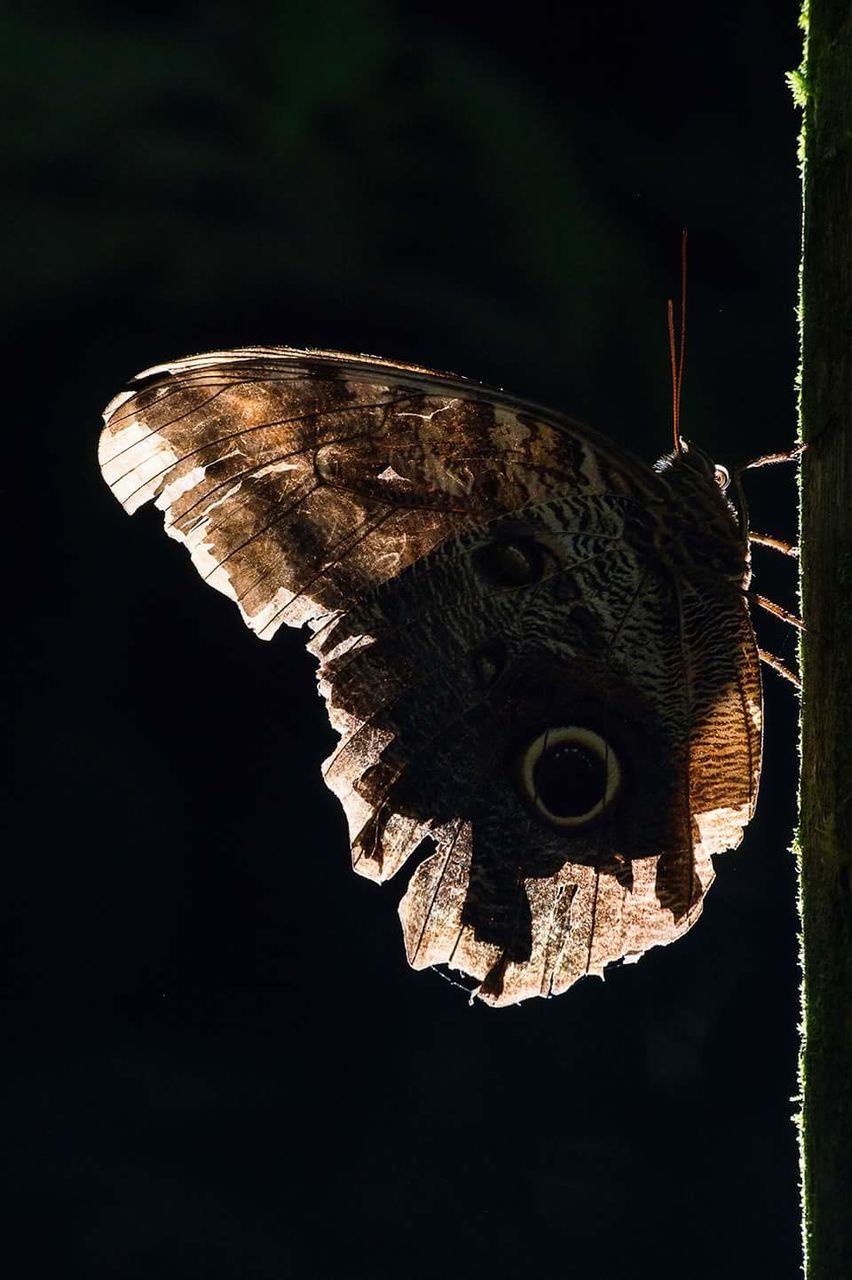 Close-up of butterfly against black background