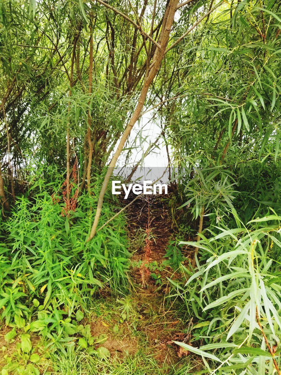 TREES AND PLANTS IN FOREST