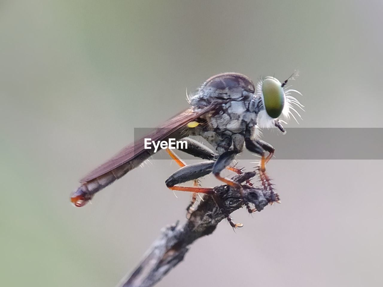 Close-up of fly perching on twig