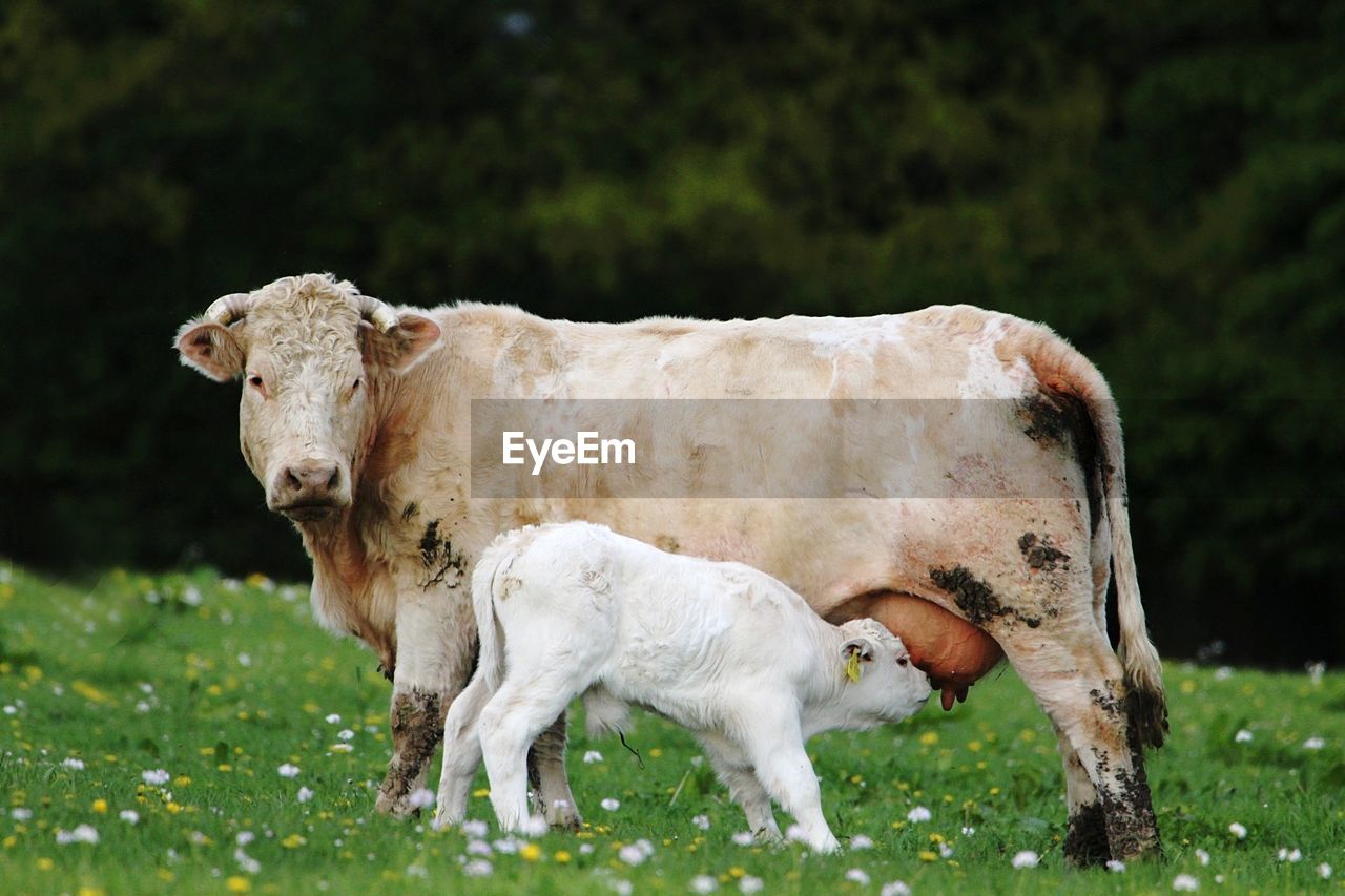 Side view of cow breastfeeding calf on grassy field