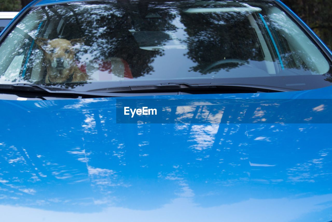 Reflection of trees on car