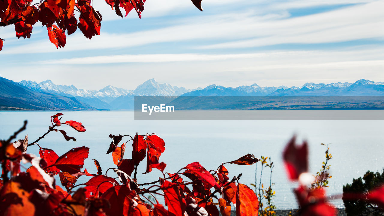 RED PLANTS AGAINST LAKE AND MOUNTAINS AGAINST SKY