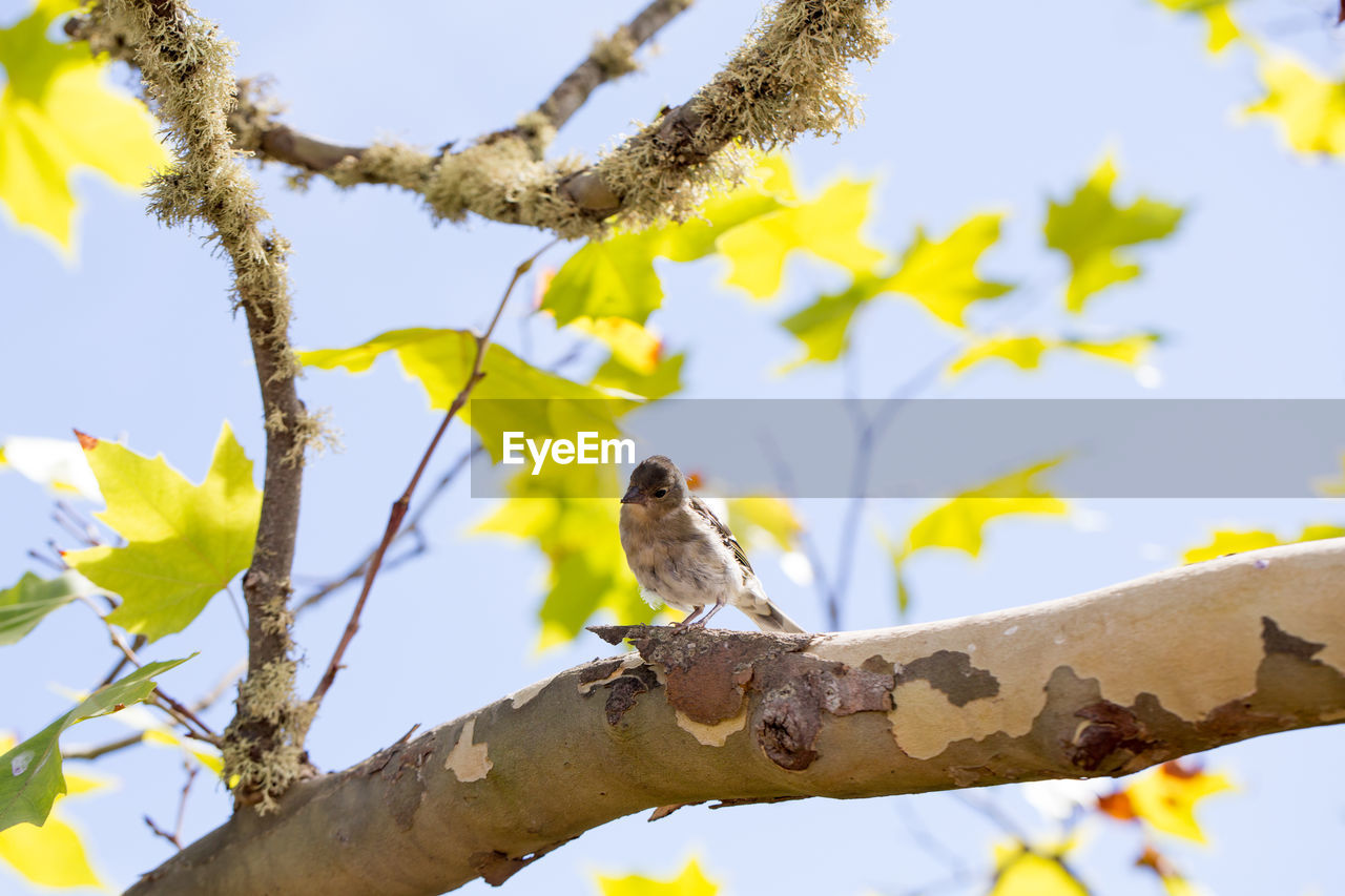 LOW ANGLE VIEW OF BIRD PERCHING ON TREE