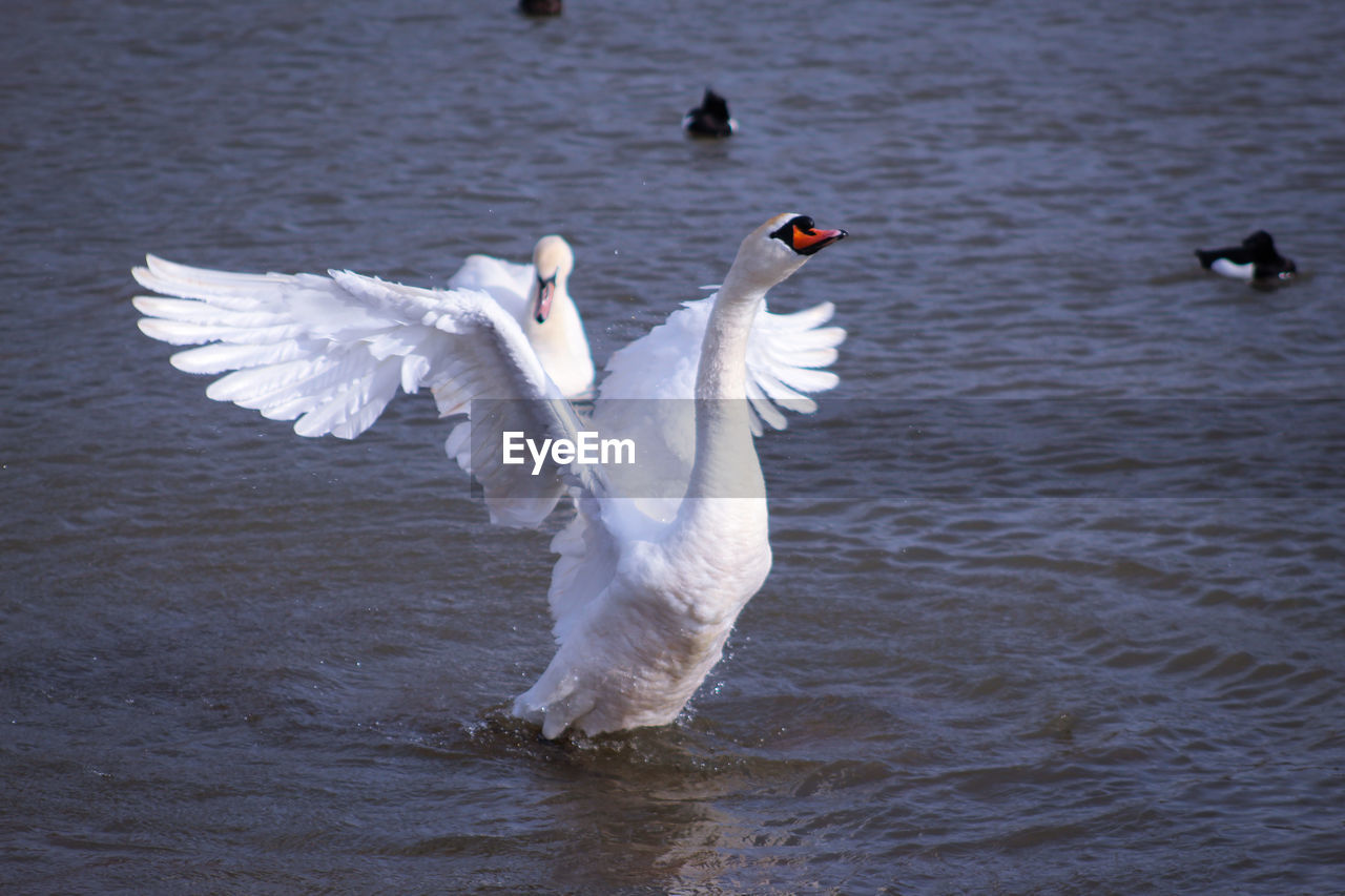 SWANS IN A LAKE