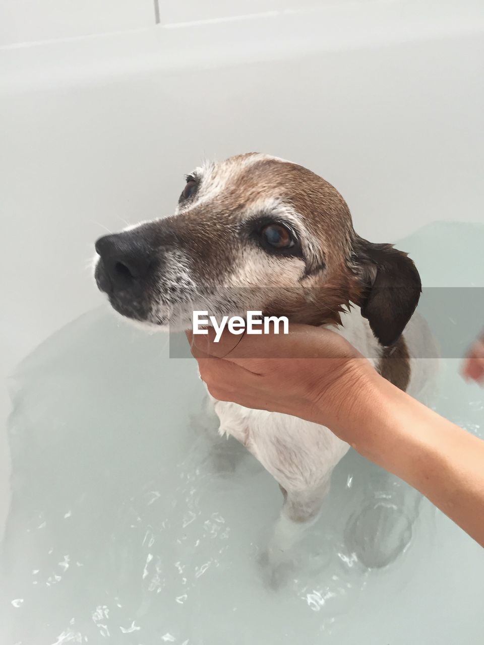 Cropped hand bathing dog