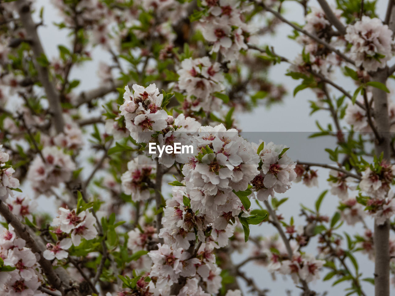 plant, flower, flowering plant, tree, blossom, fragility, beauty in nature, growth, freshness, springtime, branch, nature, spring, produce, food, cherry blossom, close-up, pink, day, no people, botany, cherry tree, fruit tree, white, flower head, outdoors, twig, inflorescence, focus on foreground, cherry, petal, almond tree, food and drink, fruit, apple tree, selective focus