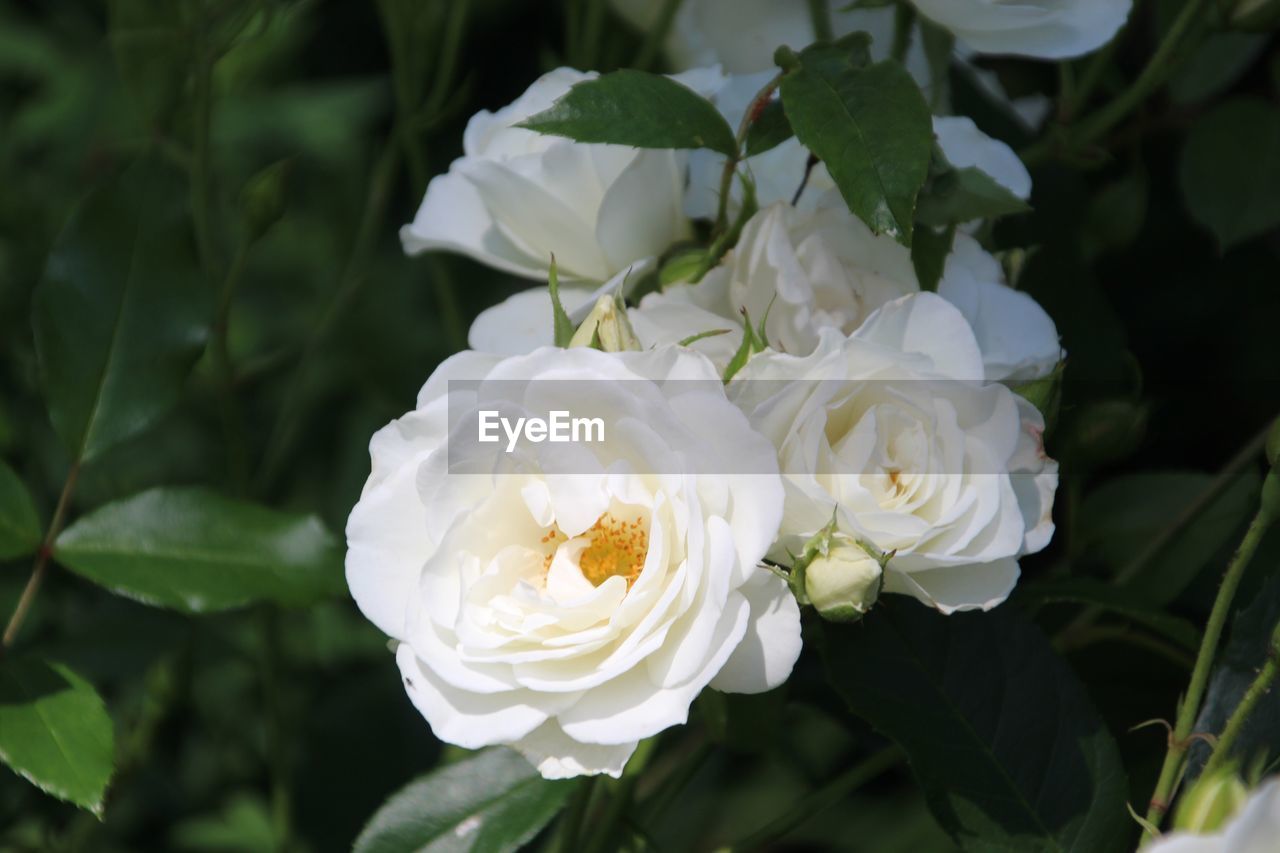CLOSE-UP OF WHITE ROSE ROSES