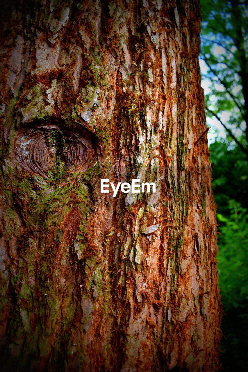 CLOSE-UP OF TREE TRUNK