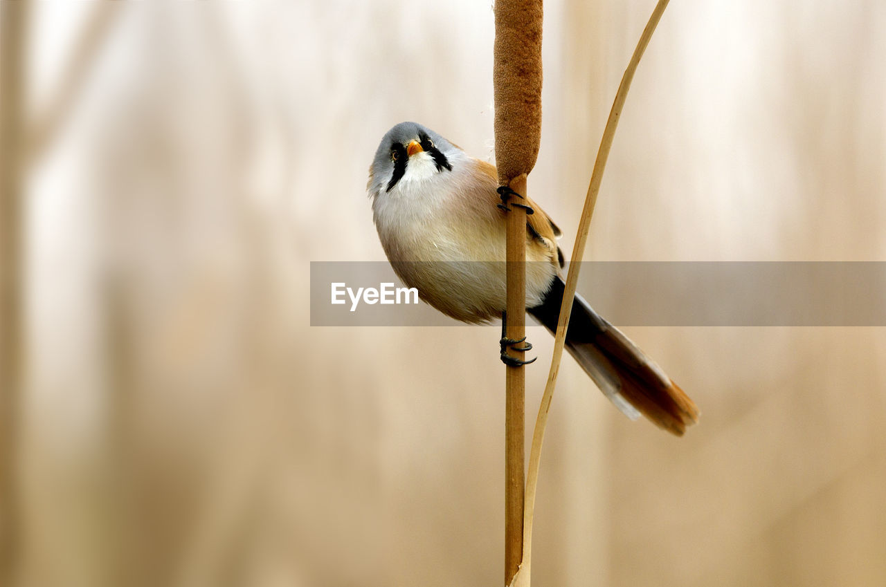 CLOSE-UP OF A BIRD PERCHING ON A PLANT