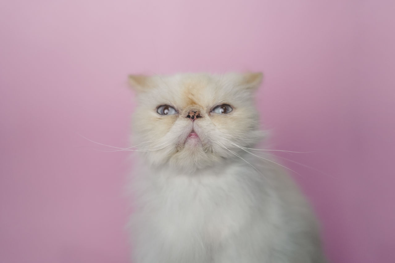 CLOSE-UP PORTRAIT OF A CAT WITH PINK WALL