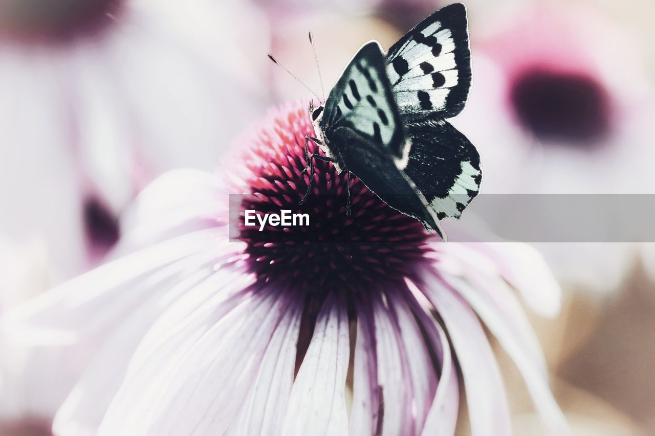 CLOSE-UP OF BUTTERFLY ON FLOWER