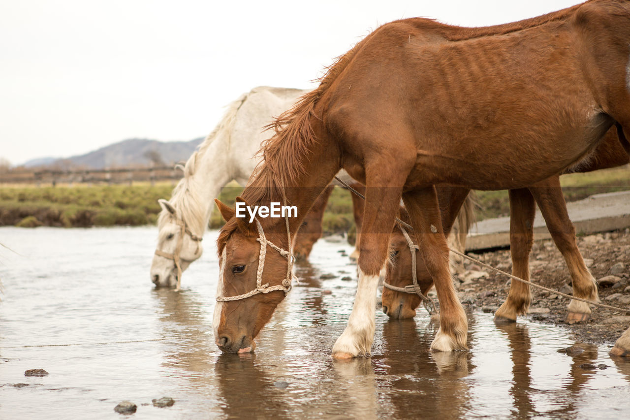 HORSE DRINKING WATER